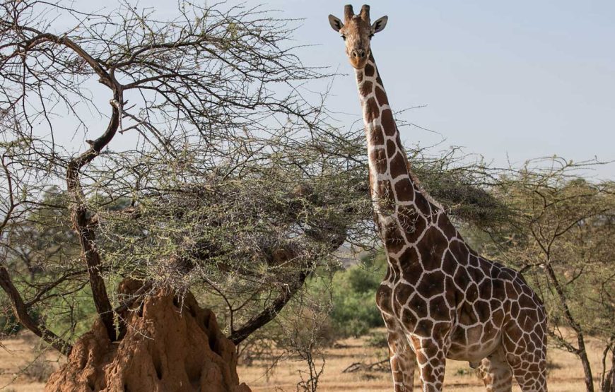 Making Tracks with Sarova – 7 days