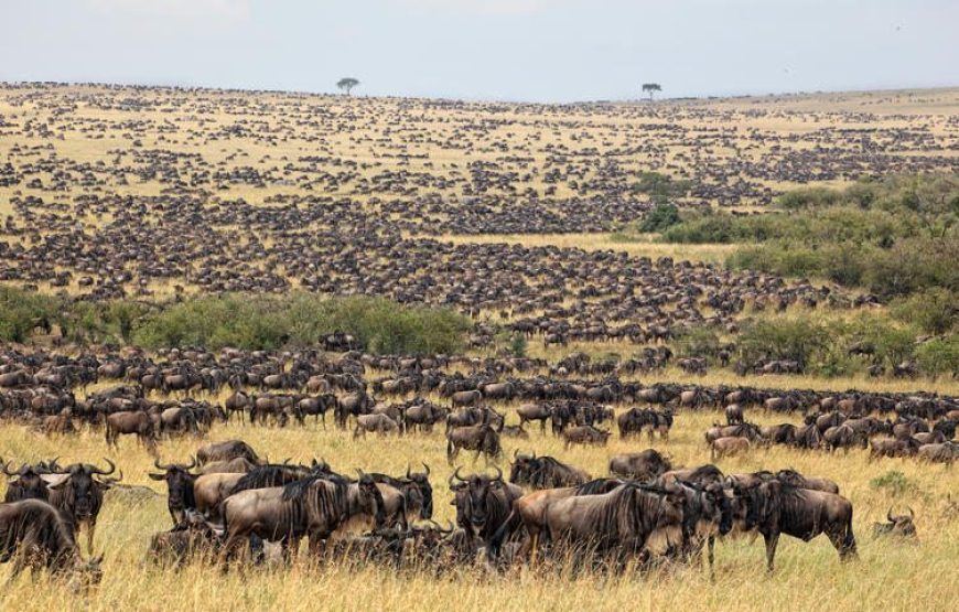 3 Days 2 Nights Masai Mara Budget Safari