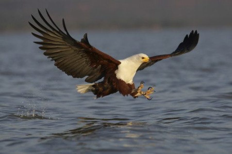 7 Days Safari Africa Veterans Safaris