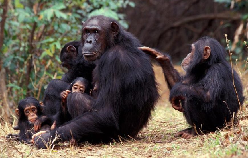 4 Days Gorillas & Volcanoes Uganda