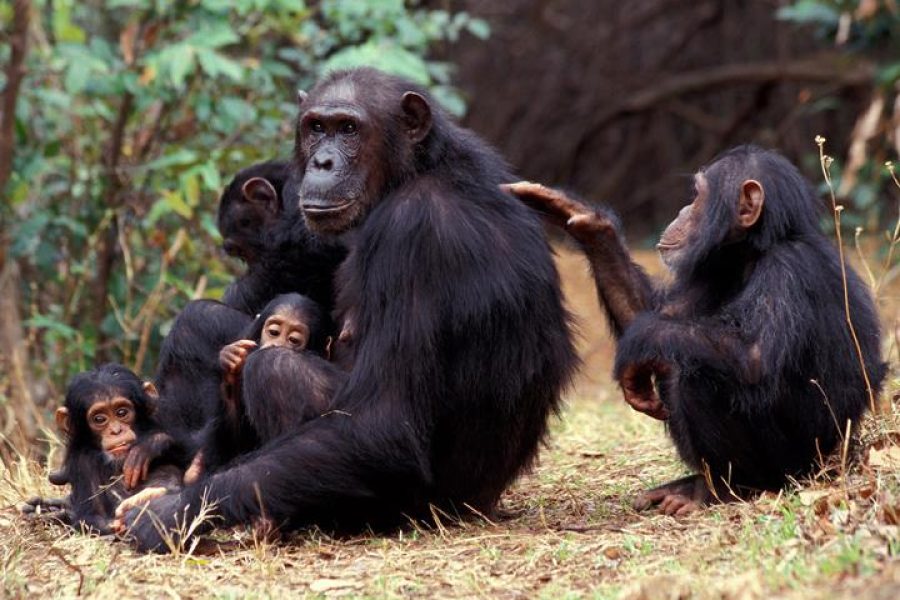 4 Days Gorillas & Volcanoes Uganda