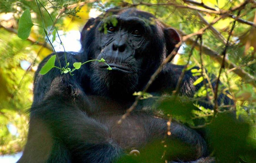 Gameparks Gorilla’s and Chimps in Uganda