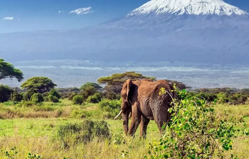 Mt. Kilimanjaro Machame Route