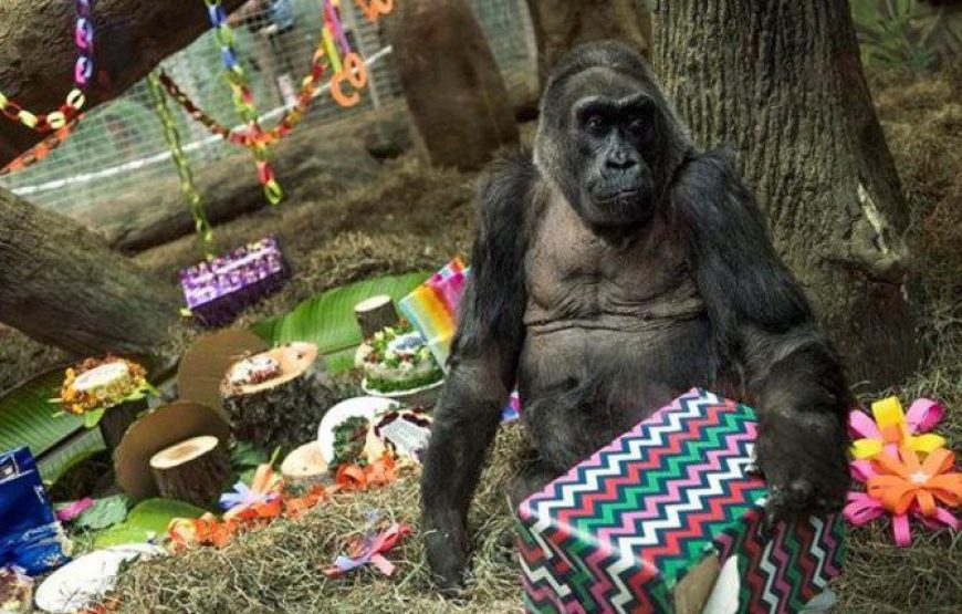 4 Days Gorillas & Volcanoes Uganda