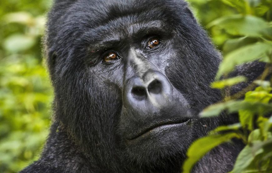 Bwindi National Park