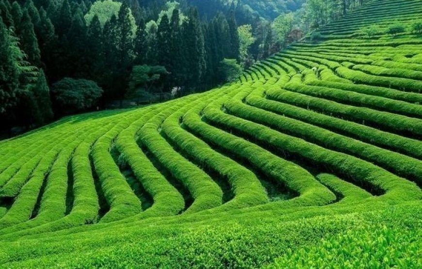 Kiambethu Tea Farm Tour