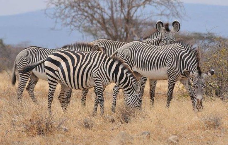 Samburu National Reserve