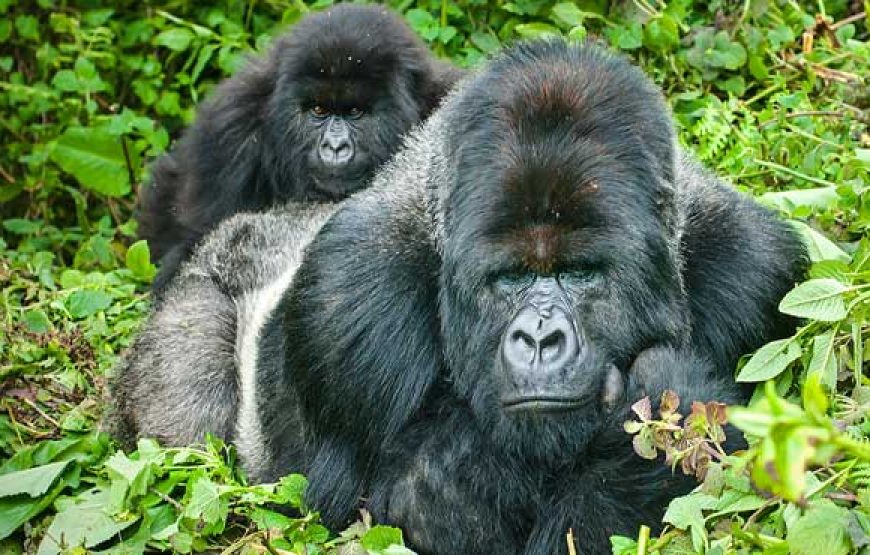 Bwindi National Park