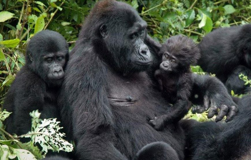 Gameparks Gorilla’s and Chimps in Uganda