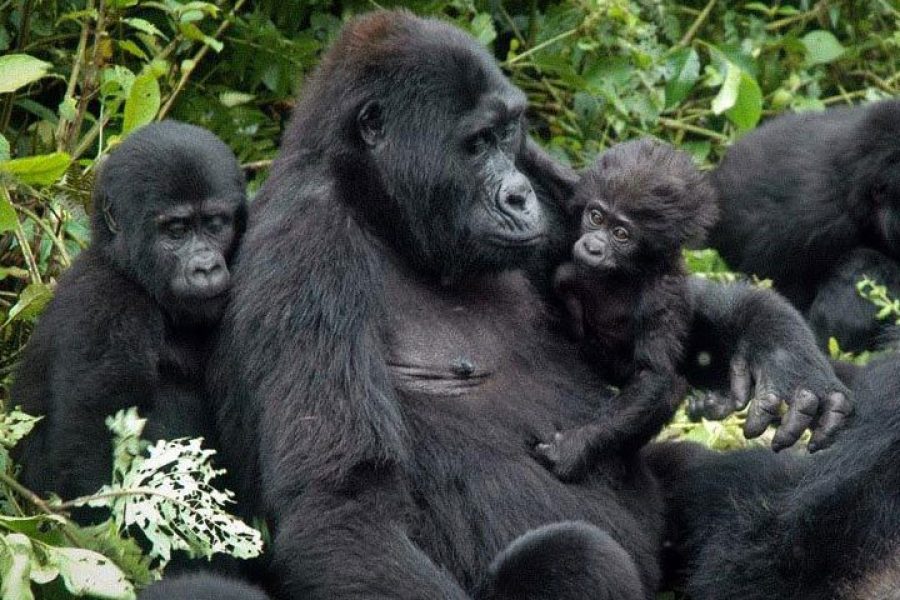 Gameparks Gorilla’s and Chimps in Uganda from 8-10-2000 until 2-11-2000 Africa Veterans Safaris