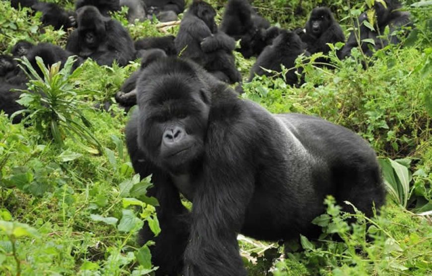 Bwindi National Park