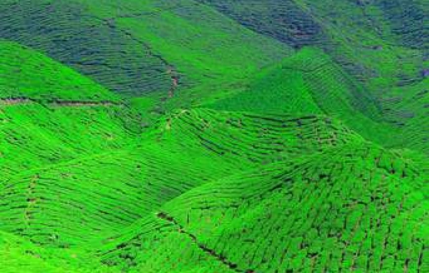 Kiambethu Tea Farm Tour