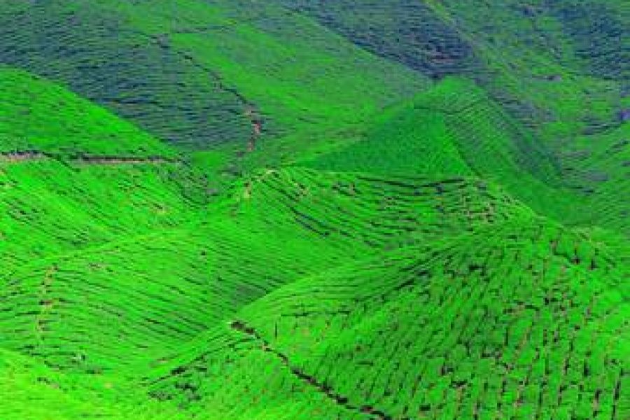 Kiambethu Tea Farm Tour Africa Veterans Safaris