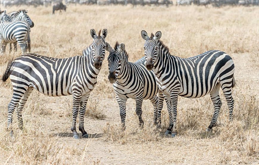 11 Days Kenya Tanzania Safari