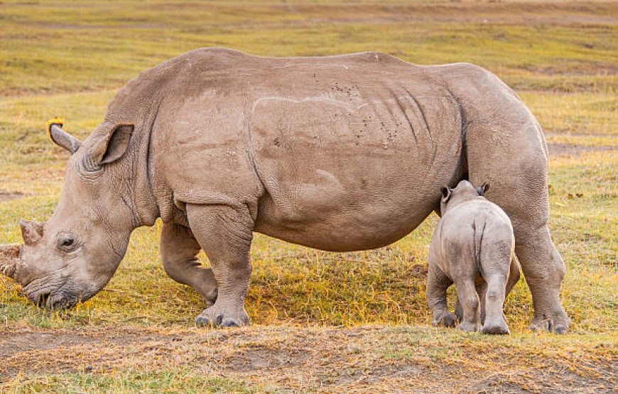 Nairobi National Park