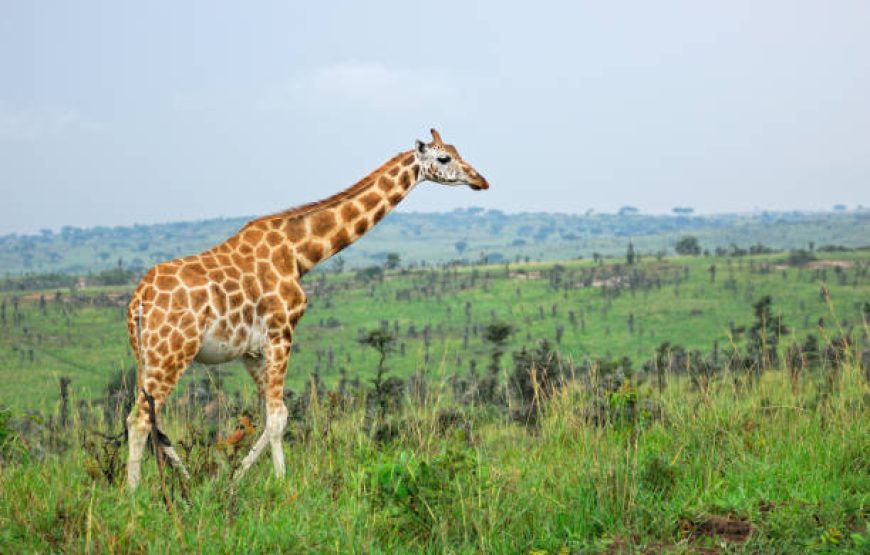 Nairobi National Park