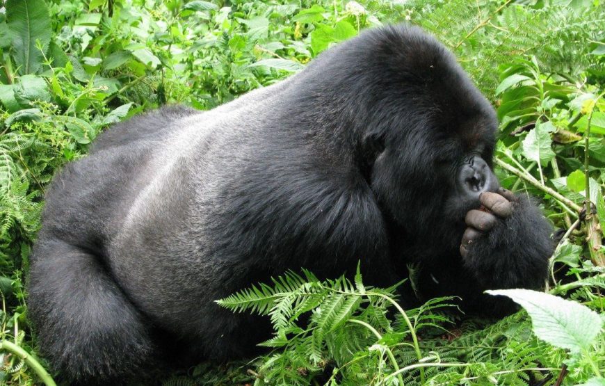 Gameparks Gorilla’s and Chimps in Uganda