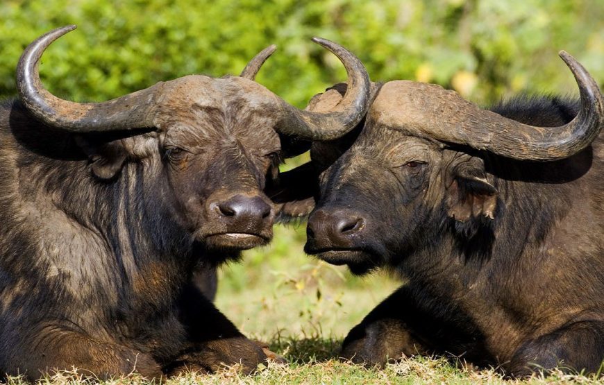 Lake Naivasha Day Trip