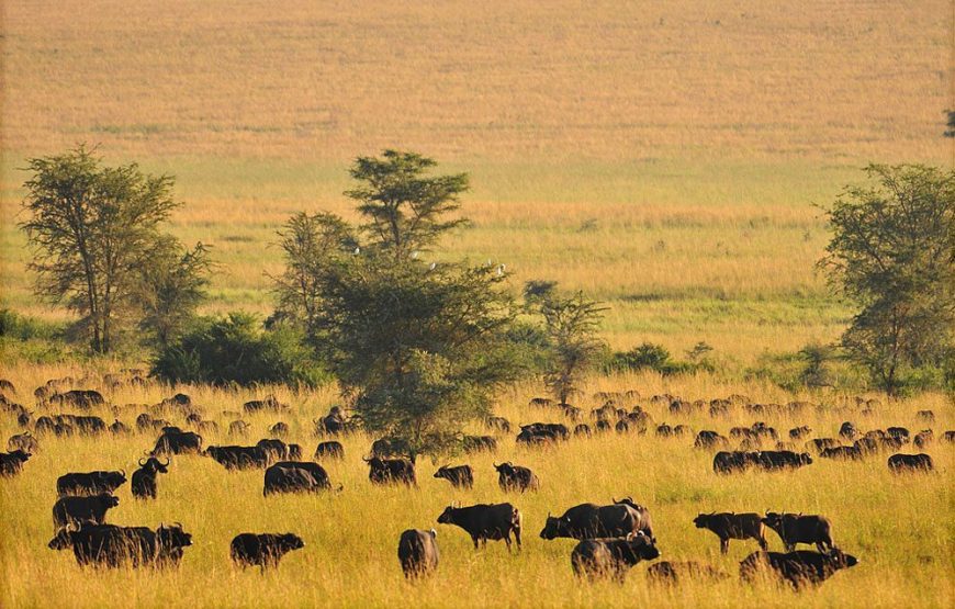 Uganda National Parks