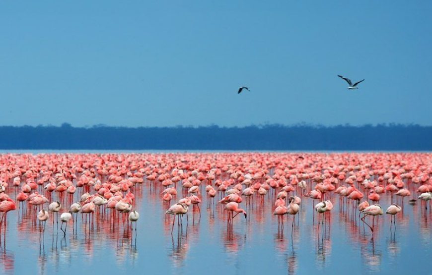 11 Days and 10 Nights  Kenya and Tanzania safari