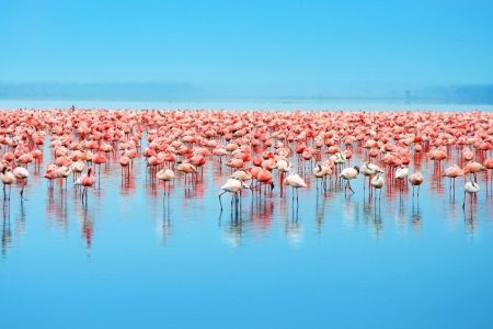 9 Days 8 Nights Safari Africa Veterans Safaris