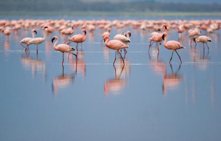 9 Days 8 Nights Kenya Tanzania Safari