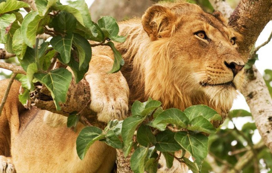 Queen Elizabeth National Park