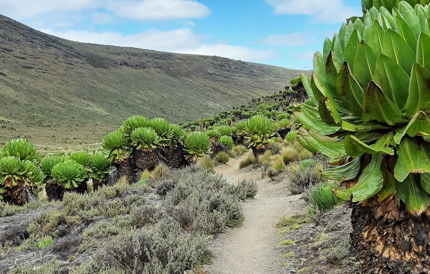 Mt Kenya Climb Sirimon Route