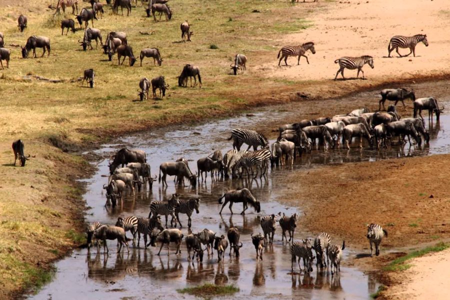 Serengeti National Park Africa Veterans Safaris