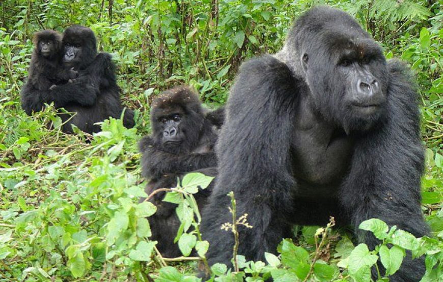 Gameparks Gorilla’s and Chimps in Uganda