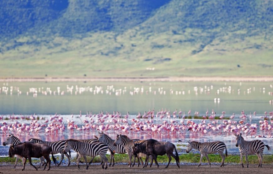 11 Days and 10 Nights  Kenya and Tanzania safari