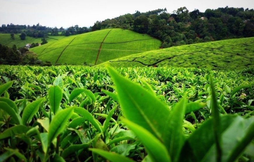 Kiambethu Tea Farm Tour