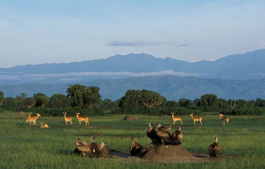 Queen Elizabeth National Park