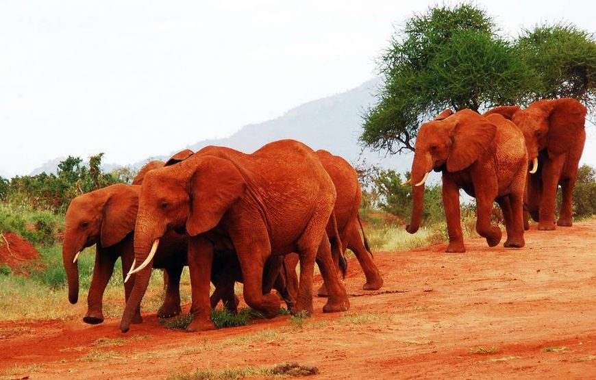 Amboseli National Park