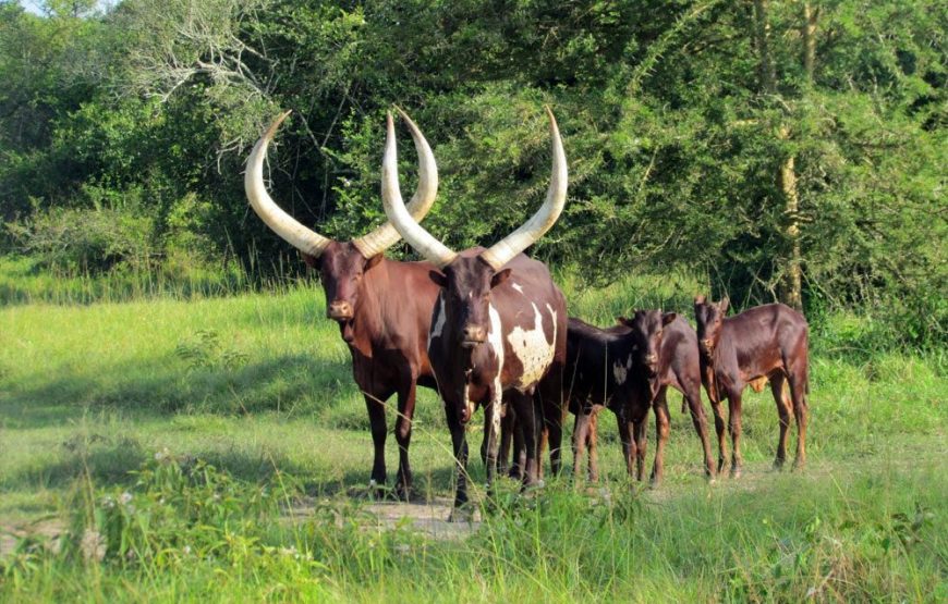 Uganda National Parks