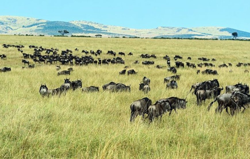 12 Days  11 Nights Tanzania Kenya  Road Package