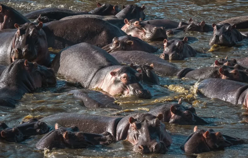 11 Days Kenya Tanzania Safari