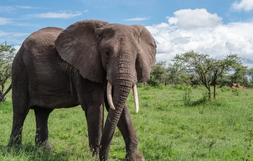 Tsavo East National Park