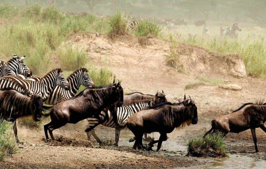 Through the Rift Valley featuring Keekorok – 4 days