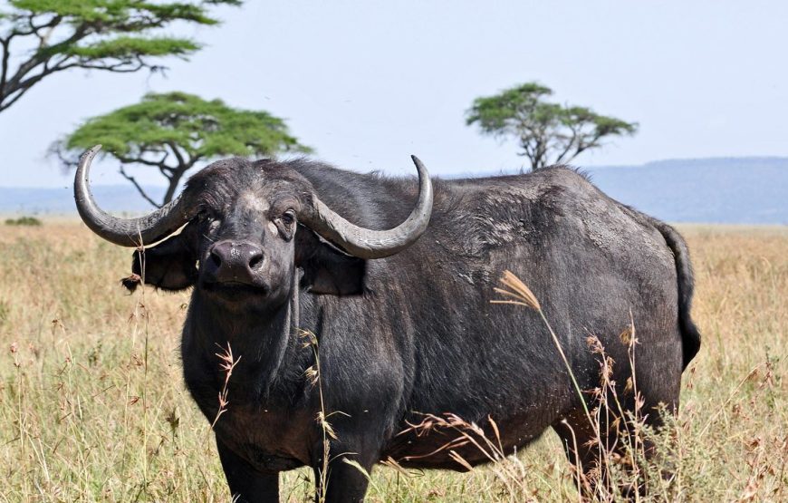 Tarangire National Park