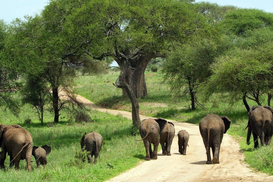 EXCELLENT 7 DAYS 6 NIGHTS Tanzania Zanzibar WILDLIFE and BEACH SAFARI. Africa Veterans Safaris