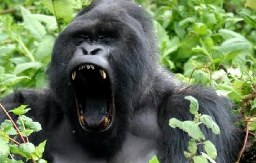 Bwindi National Park