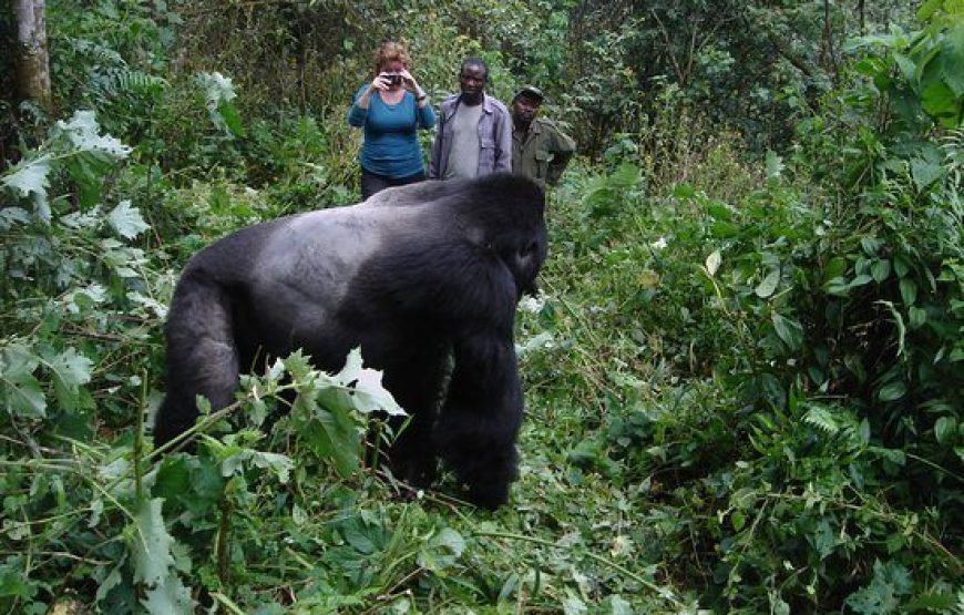 Bwindi National Park