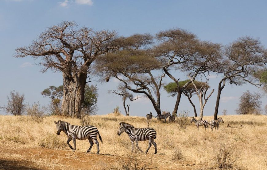 13 Days 12 Nights Kenya and Tanzania safari
