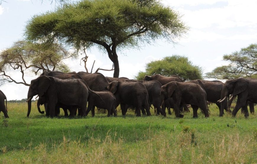 Tarangire National Park