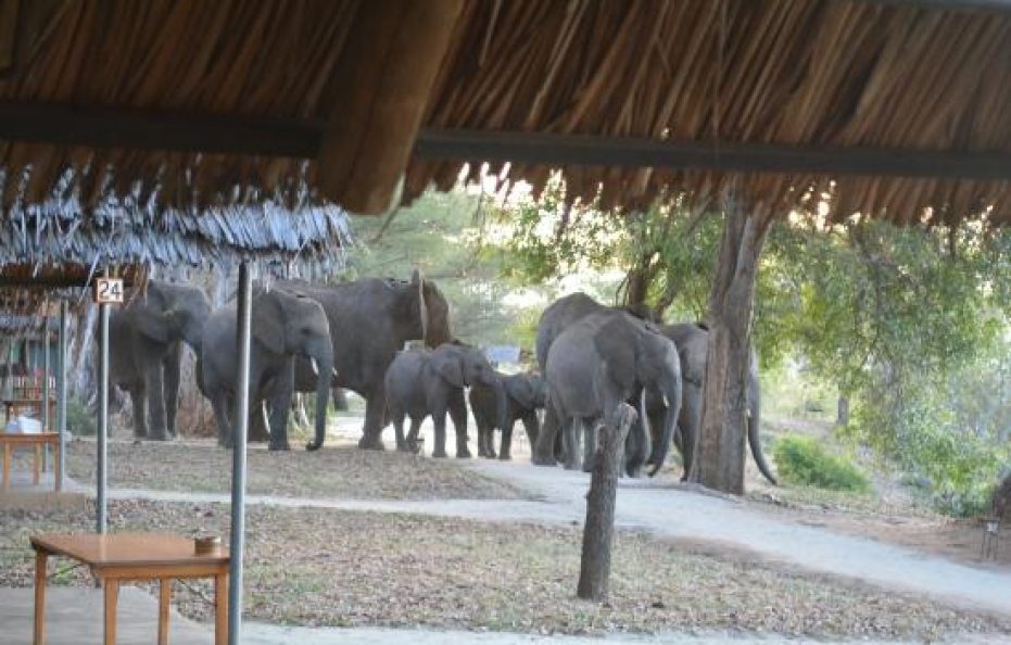 Tarangire Safari Lodge