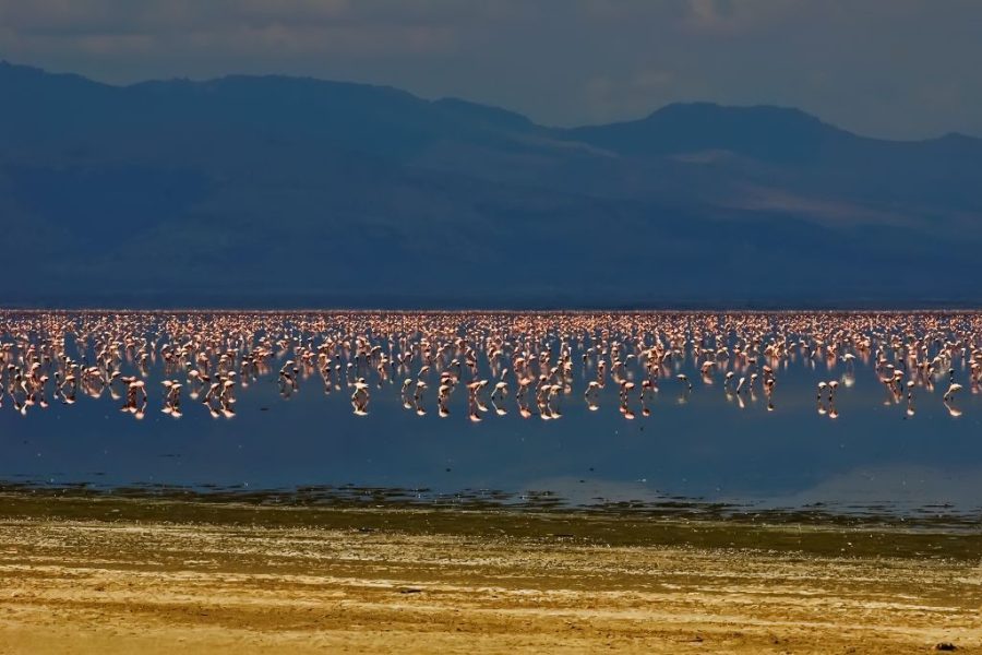 Lake Manyara National Park Africa Veterans Safaris