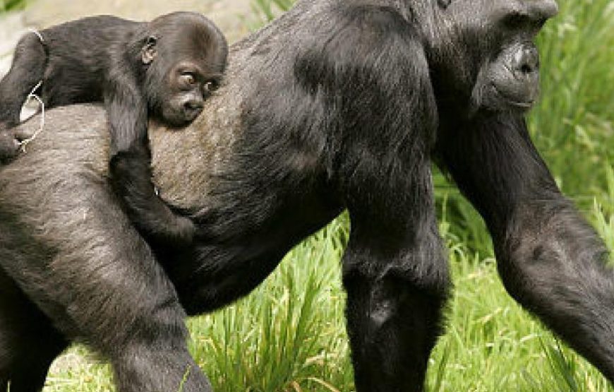 3 Days Gorilla Trekking Safari in Mgahinga National Park