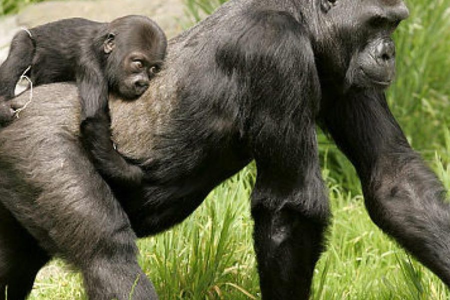 3 Days Gorilla Trekking Safari in Mgahinga National Park