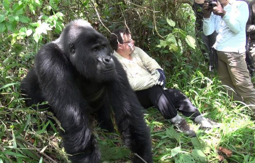 7 Days Gorillas, Chimps & QENP Uganda